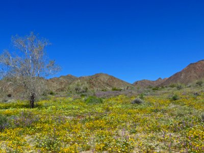 Cottonwood Spring with Wildflowers at Joshua Tree NP in CA photo