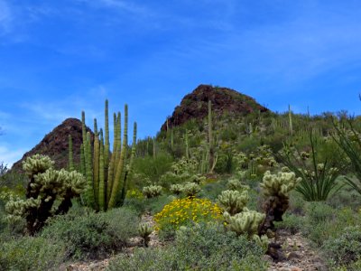 Organ Pipe Cactus NM in AZ photo