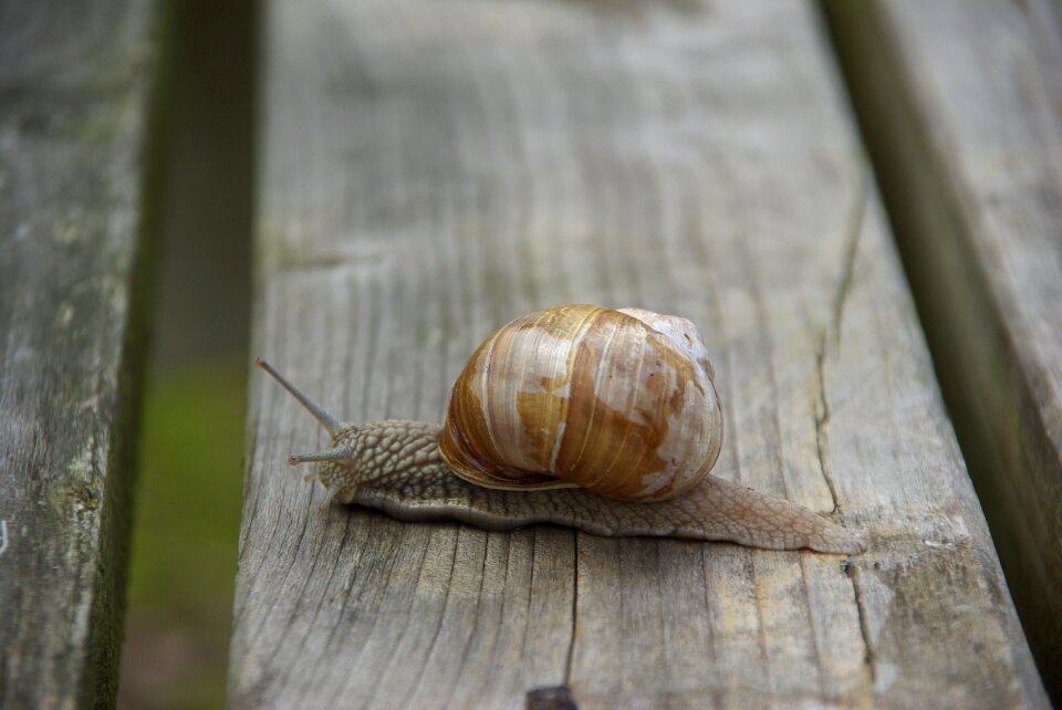 Mollusk crawl nature