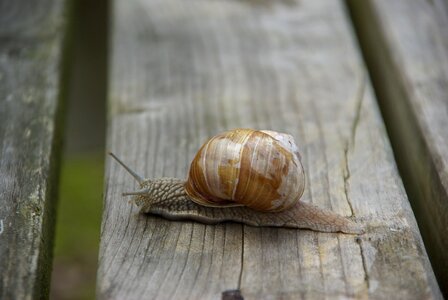 Mollusk crawl nature