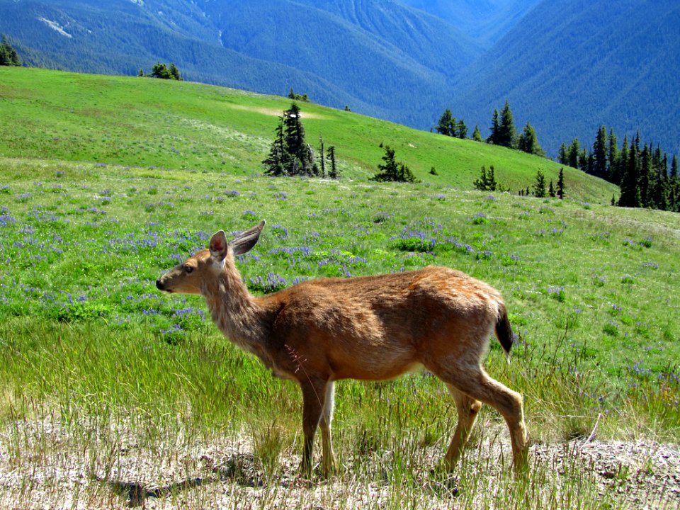 Deer at Hurricane Ridge at Olympic NP in WA