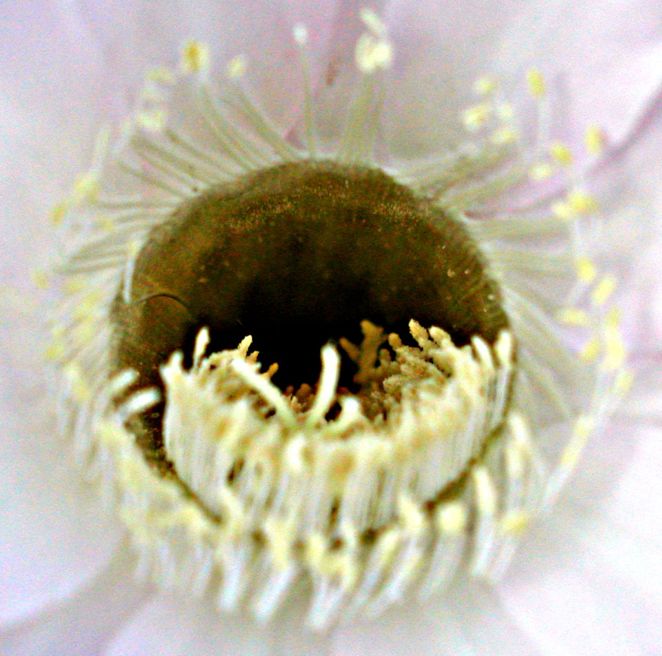 Calling All Bees