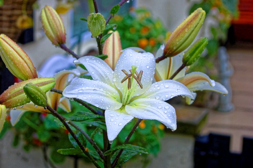 Green nature plant