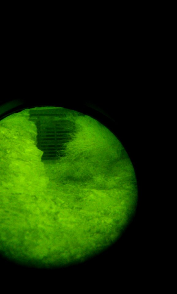 Bat Survey of California Leaf Nose Bat