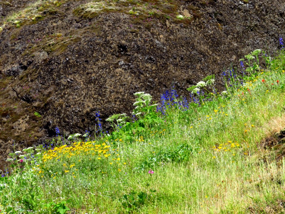 Saddle Mountain Trail in OR