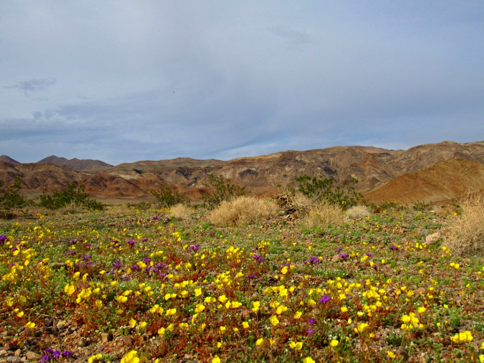 Wildflower Super Bloom at Death Valley NP in CA