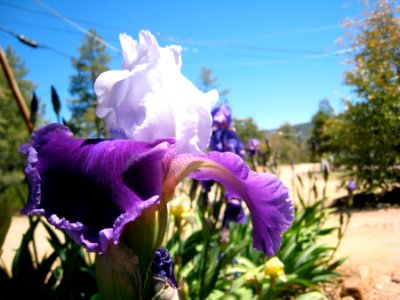 Iris and Sky photo