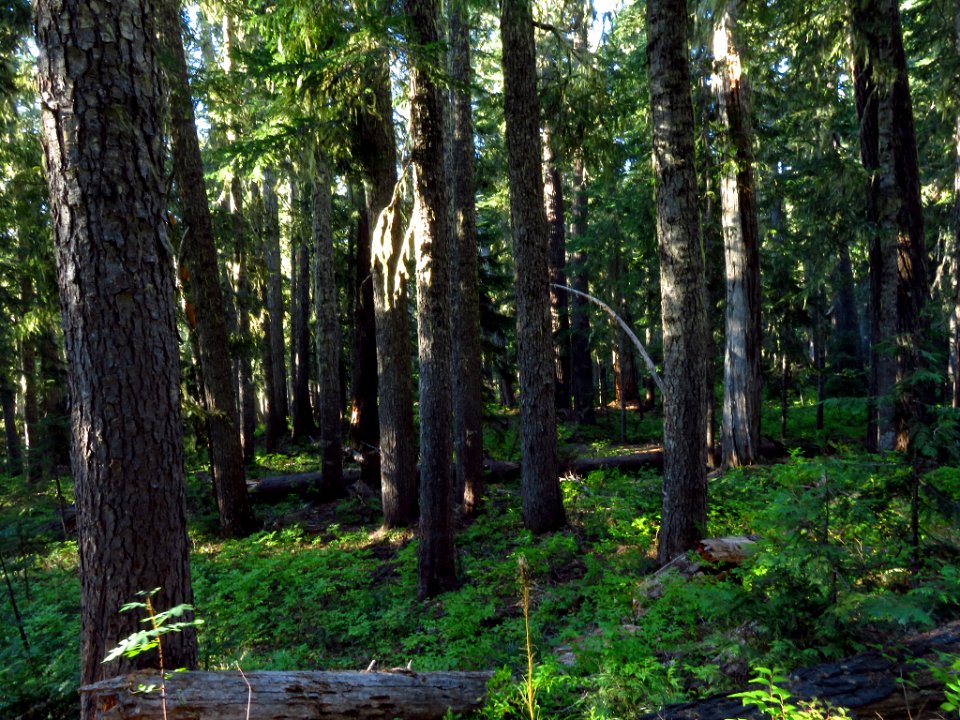 Goat Rocks Wilderness in WA