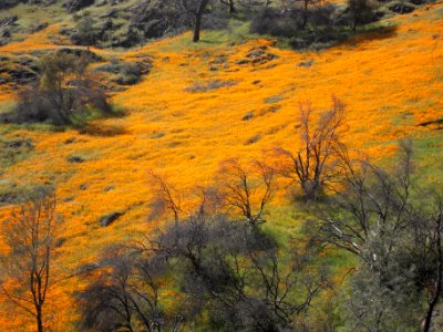 Poppies Closeup