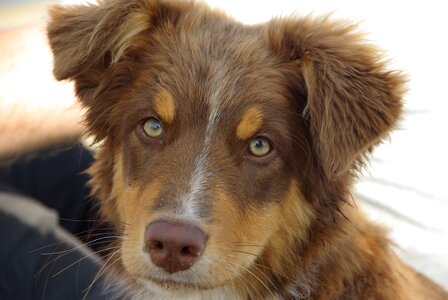 Animal portrait attention animal