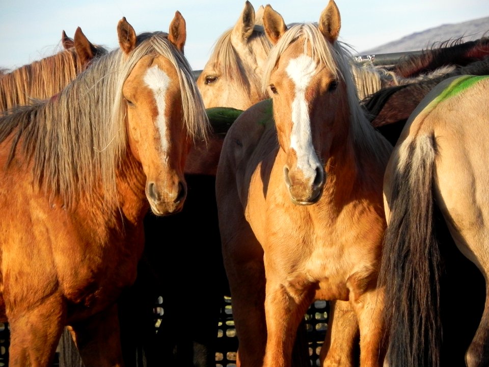 Fox Hog Herd Management Area Gather
