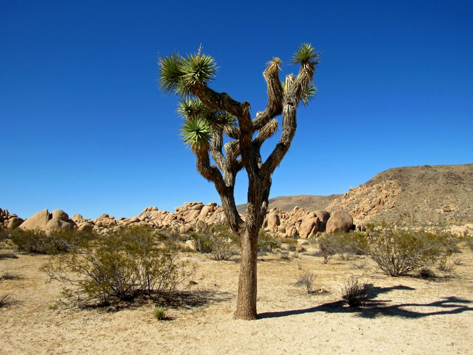 Joshua Tree NP in California photo