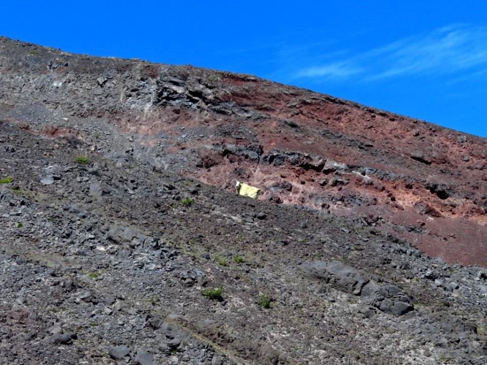 Mountain Goats at Mt. St. Helens NM in WA photo