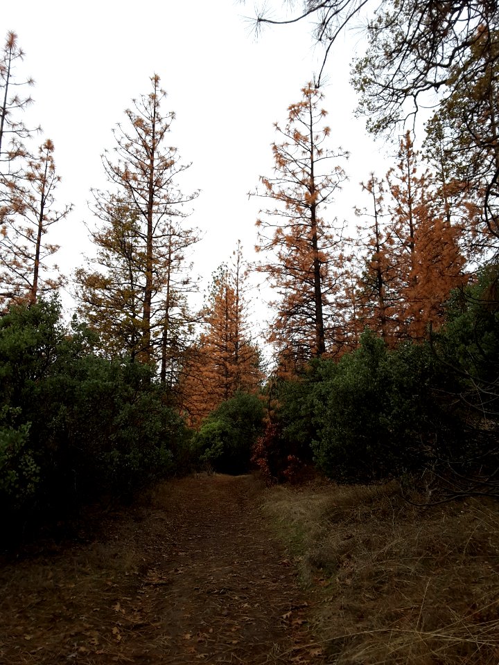 Round Mountain Bark Beetle