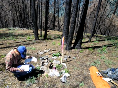Butte Fire, Cadastral 1977 Monument found (Neil Topacio Pathways Student Reviewing Field Notes) photo