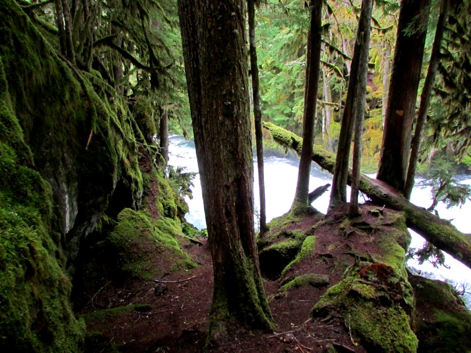 McKenzie River Trail in Central OR
