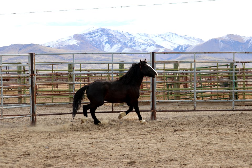 8485  5 year old gelding (6)