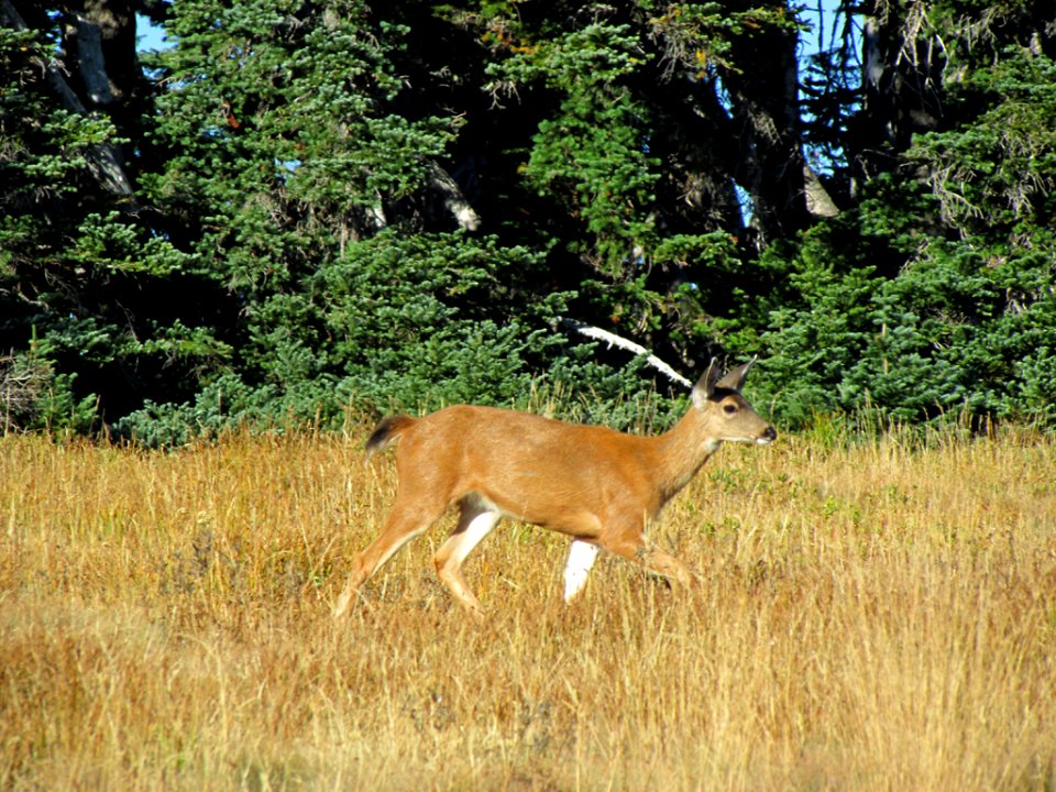 Deer at Hurricane Ridge at Olympic NP in WA