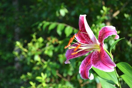 Tigerlily floral blossom photo