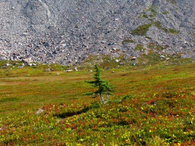 Goat Rocks Wilderness in WA