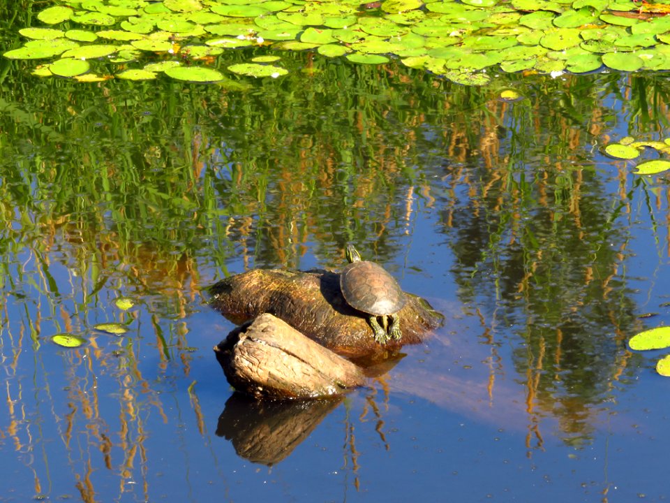 Western Turtle at Steigerwald Lake NWR in WA