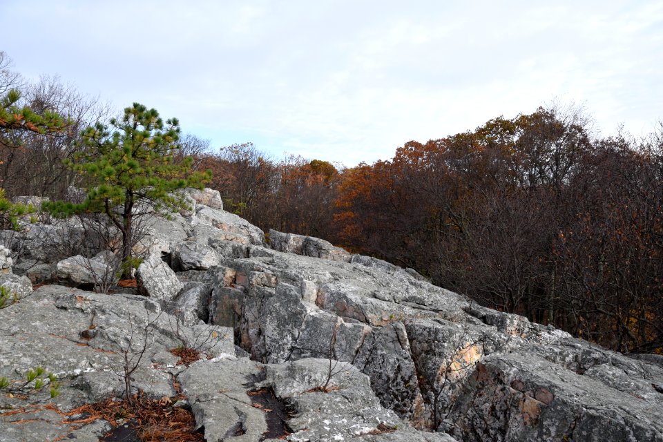 Lone Tree II