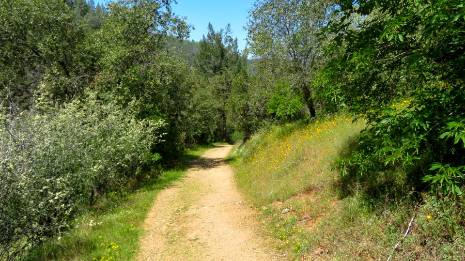 Old Flume Trail in Spring