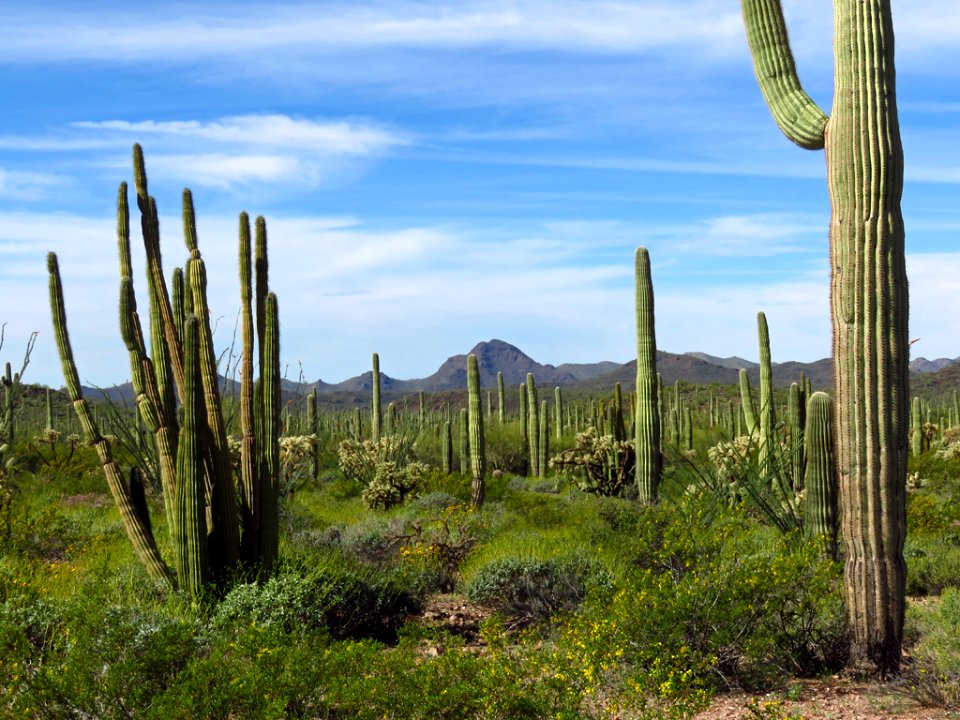 Organ Pipe Cactus NM in AZ