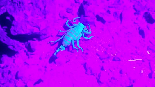 Scorpion in Eagle Lake Field Office
