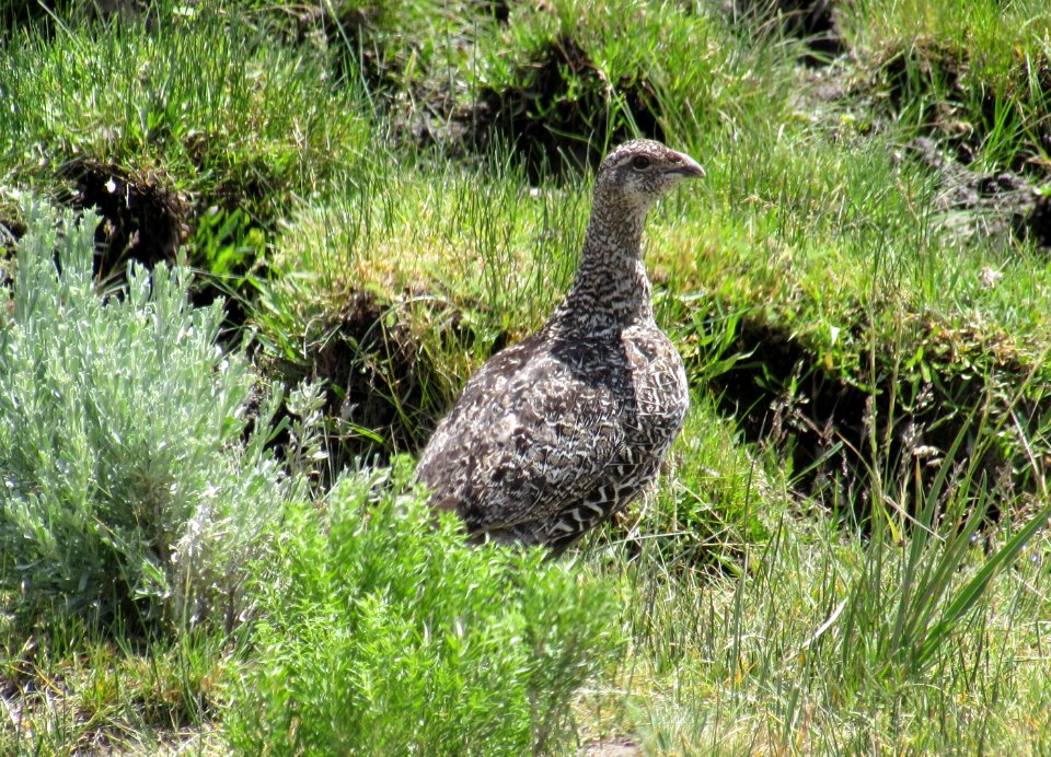 Sage Grouse in the Applegate Field Office