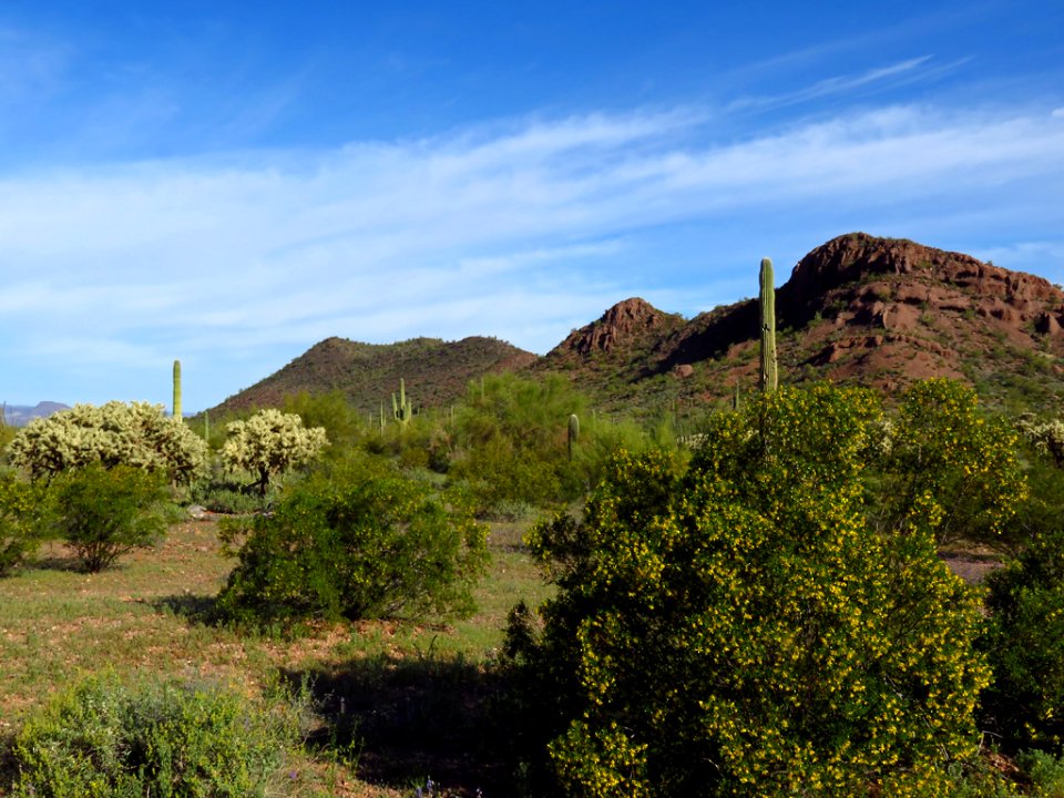 Organ Pipe Cactus NM in AZ