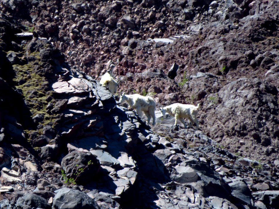 Mountain Goats at Mt. St. Helens NM in WA