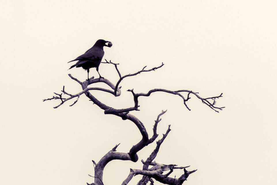 Black raven bird kahl