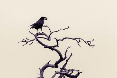 Black raven bird kahl photo