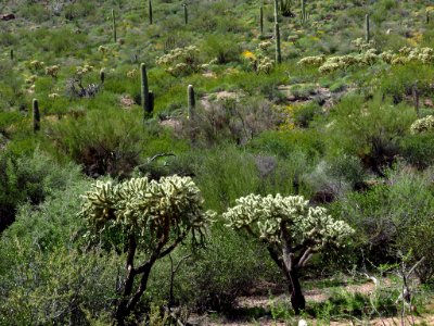 Organ Pipe Cactus NM in AZ