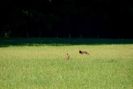 Hare fox and hare duvenstedter brook