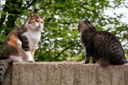 British shorthair cat wall sit