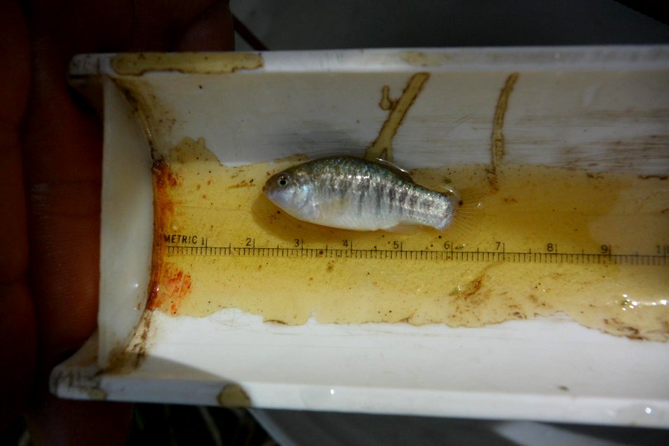 Pupfish
