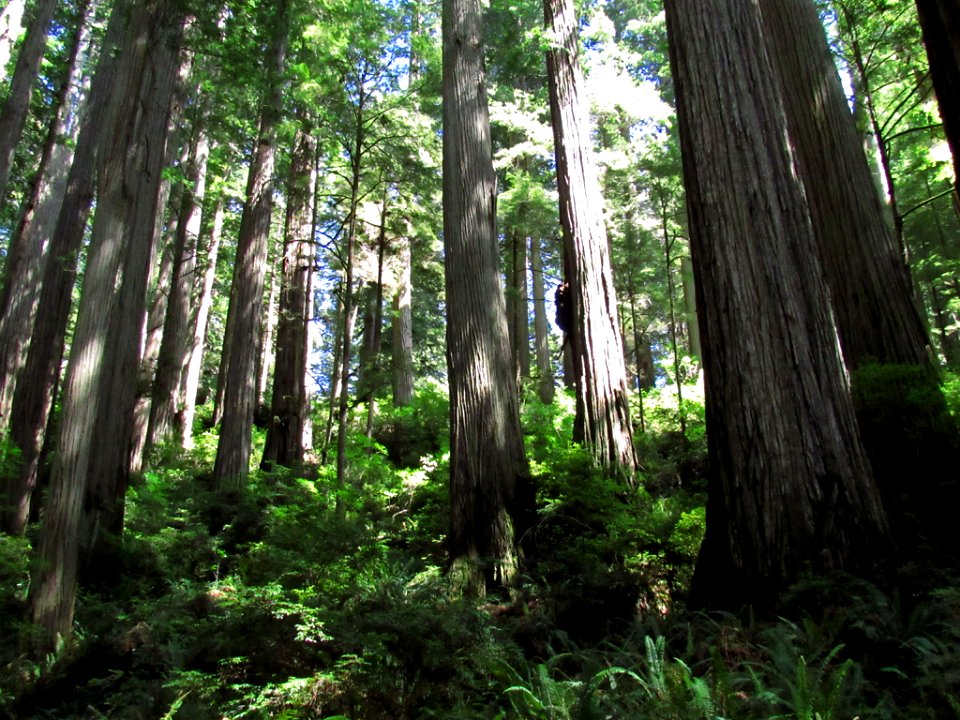 Jedediah Smith Redwoods SP in California