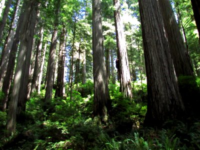 Jedediah Smith Redwoods SP in California photo