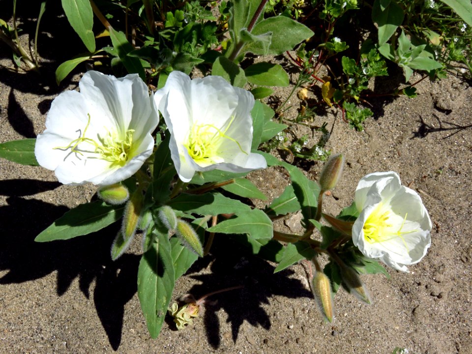 Wildflowers at Anza-Borrego Desert SP in CA