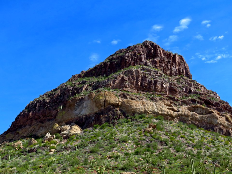 Organ Pipe Cactus NM in AZ