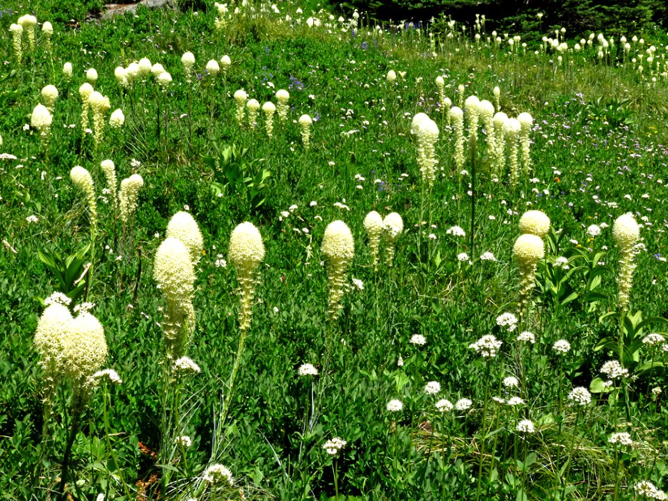 Bear Grass at Mt. Rainier NP in WA