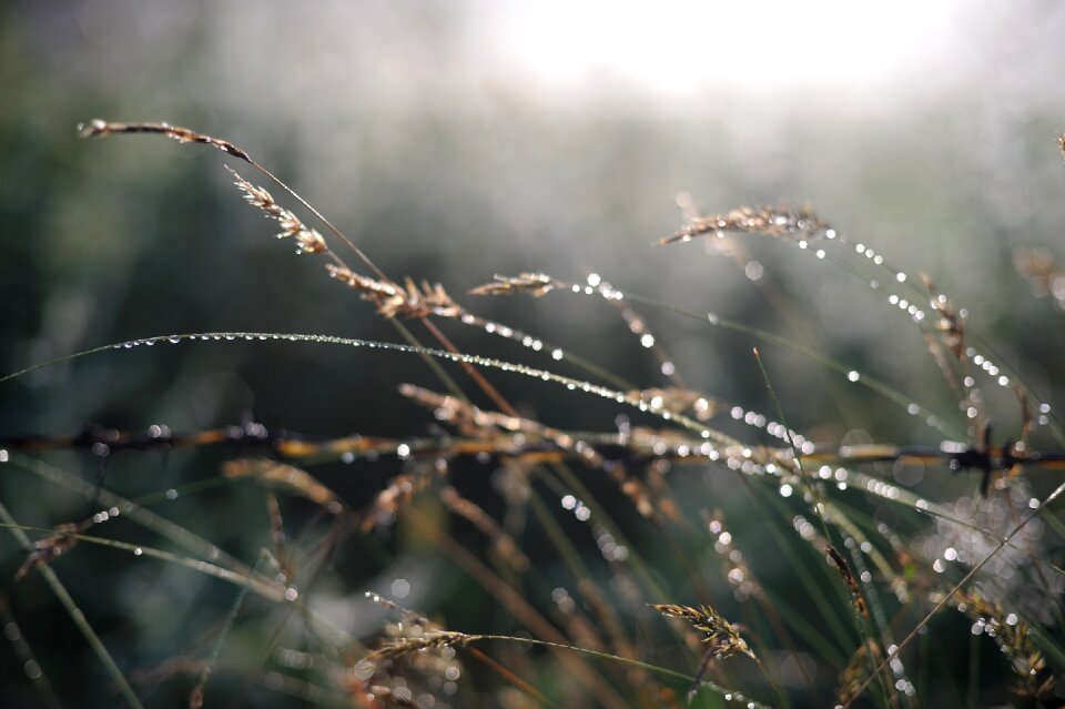 The morning dew plateau natural
