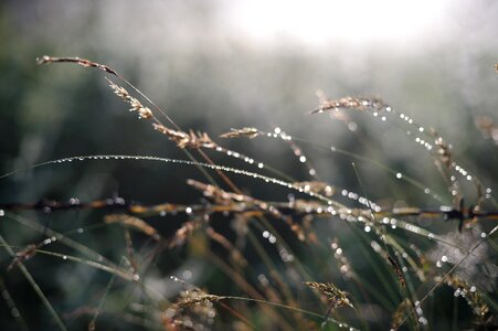 The morning dew plateau natural