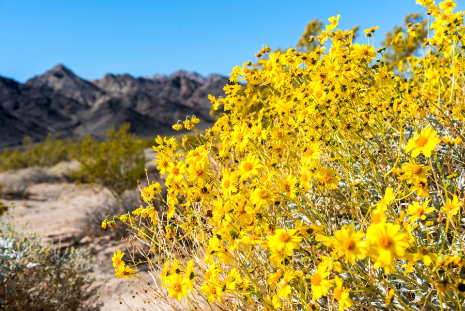 Spring 2018 America Mine Brittle Bush Bloom