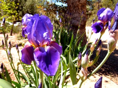 Purple Irises photo