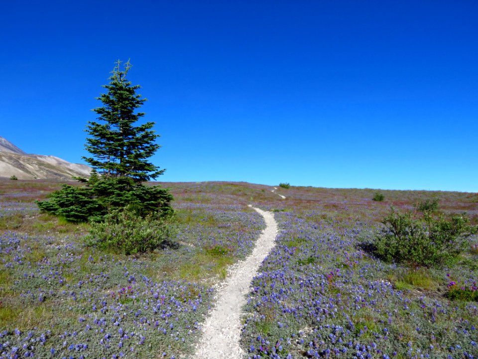 Wildflowers at Mt. St. Helens NM in WA