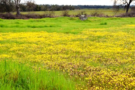 Sacramento River Bend Outstanding Natural Area