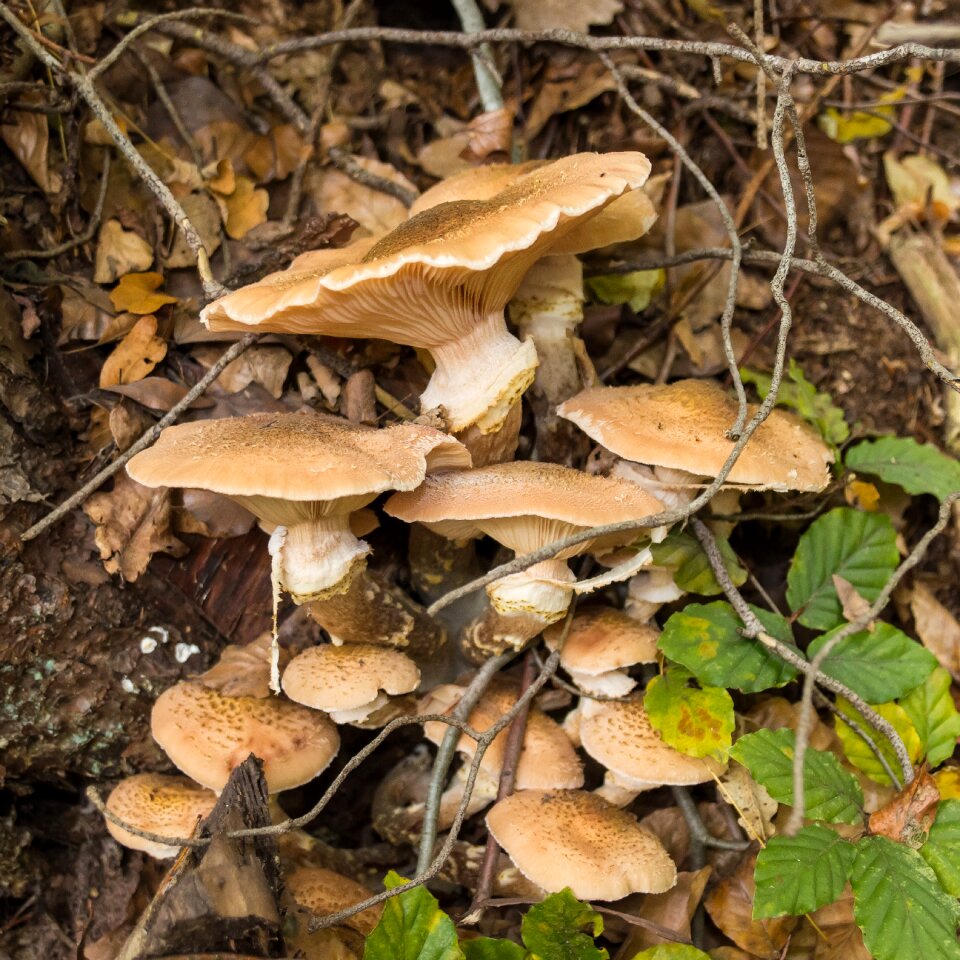 Mushroom picking light brown forest mushroom
